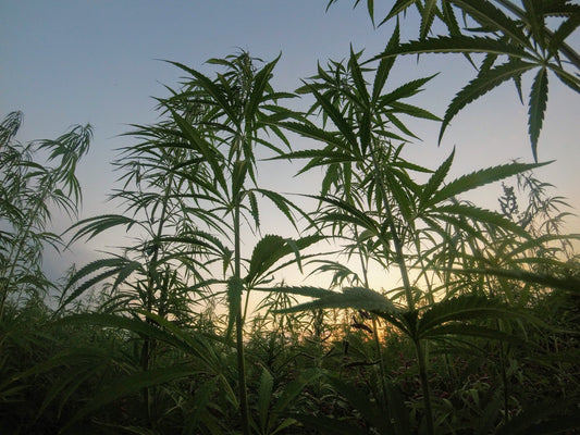Hemp vs cotton and polyester: which is more sustainable?